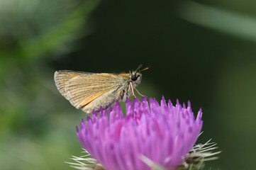 A pretty Essex Skipper, Thymelicus lineola, perching on a Thistle flower. 