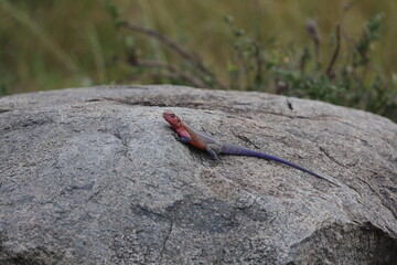 Serengeti Nationalpark, Tansania, Februar 2020