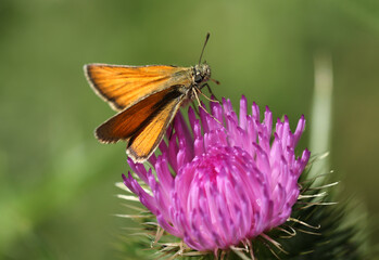 A pretty Essex Skipper, Thymelicus lineola, perching on a Thistle flower. 