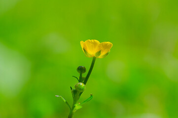 yellow poppy flower