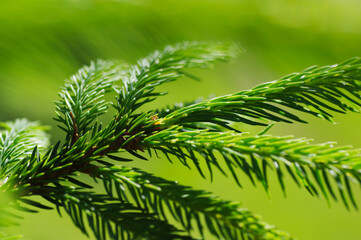 branch of a pine