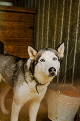 Husky dog look at the dog shelter in the aviary
