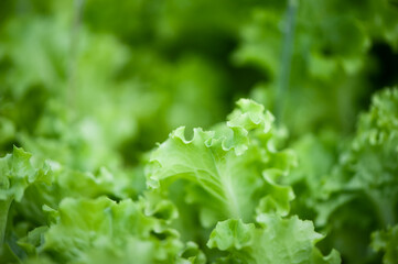 Juicy, green lettuce, greens close-up on the garden bed, blurred background, space for text