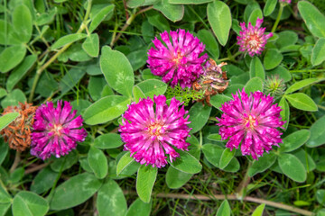 Trifolium pratense, red clover