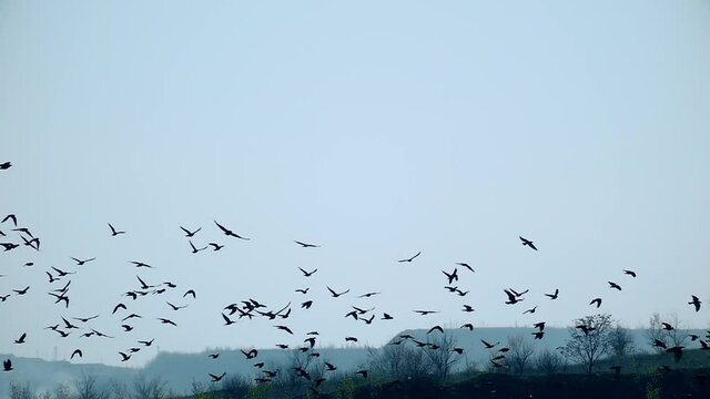 A flock of wild birds in slow motion. Birds copy space. Sky nature background. Freedom concept.
