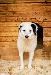 a dog in a dog shelter stands near a booth