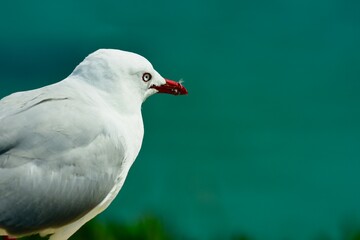 A close-up portrait of a red-billed gull. This is the most common gulls of the shore, red-billed gulls are found all around the New Zealand coast. 