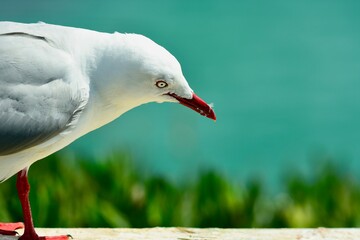 A close-up portrait of a red-billed gull. This is the most common gulls of the shore, red-billed gulls are found all around the New Zealand coast. 