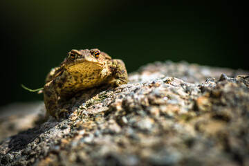 toad frog portrait in nature