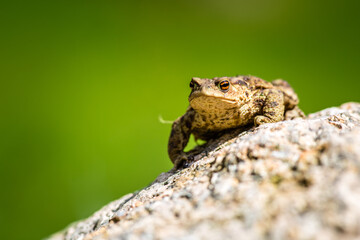 toad frog portrait in nature