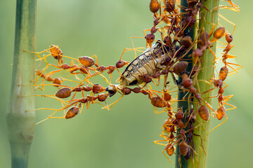 Red Ants Eating Bee on Branch
