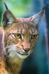 Carpathian lynx portrait in nature