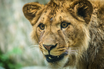 Berber lion cub portrait in nature