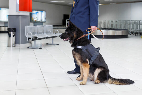 Image of a dog for detecting drugs at the airport standing near the customs guard. Horizontal view.