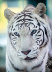 white tiger portrait in nature