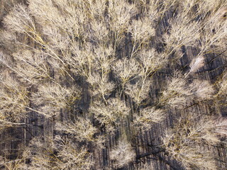 Leafless trees in a spring forest, aerial view.