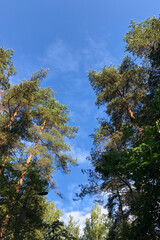 Vignette of green tree branches with blue sky, vertical photo