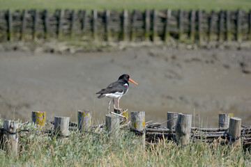 Austernfischer (Haematopus ostralegus) an der Nordsee,Nordfriesland,Deutschland