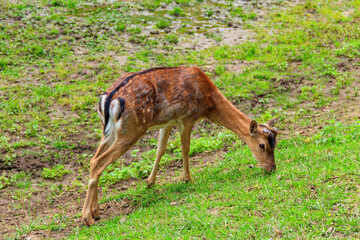 Young deer grazing on a green meadow