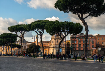 Stare sosny rosnące przy jednej z ulic Rzymu w okolicach Coloseum - obrazy, fototapety, plakaty