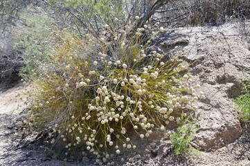 Joshua Tree National Park, Kalifornien