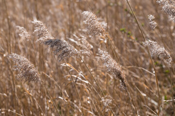 Reed gently swaying in the wind on the shore of a pond. Reed is used as roofing material