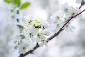 White flowers close up and an ant