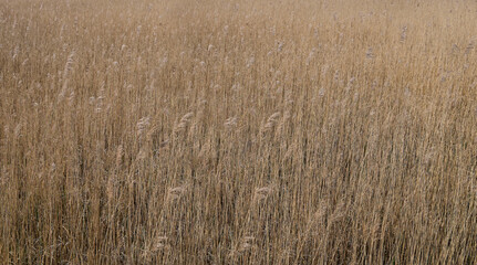 Golden reed gently swaying in the wind on the shore of a pond. Reed is used as roofing material. Background image