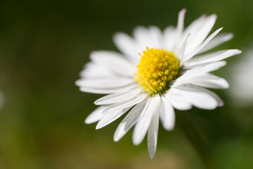 Obraz premium Close up of one beautiful daisy flower with shallow depth of field. Green blurred background