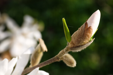 Close up of a white Magnolia flower that will bud quickly with blurred background lit by the sun in early spring