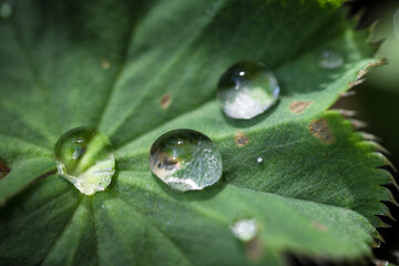 Water drops on the leafs of  a Lady's Mantle or Alchemilla mollis. Narrow depth of field