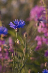 cornflower  in the field at dawn