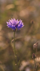 cornflower  in the field at dawn