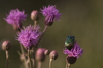 beetle on a flower or grass