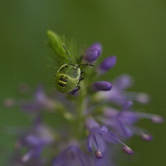 beetle on a flower or grass