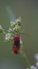 beetle on a flower or grass
