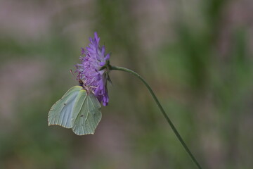 butterfly on flower in a field