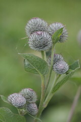 
autumn burdock on a green background