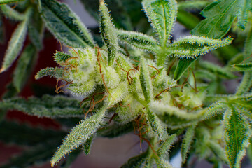 Indica flower. Pot green flower. Macro trichomes of cannabis. Sativa Fresh green weed In details.