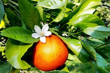 White flower & orange fruit for essential oil neroli natural perfume. Orange blossom neroli, orange fruit on green leaves background. Natural fresh flower as attar (neroli essential oil) smell aroma