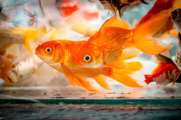 Casal de Peixes dourados em juntos num aquário.