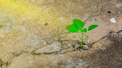 Ecology concepts The seedlings sprout on the cracked cement floor. Powerful nature