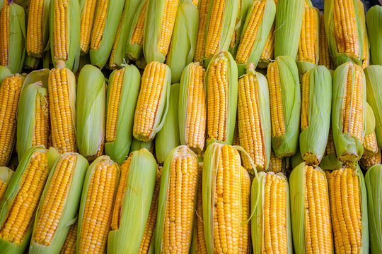 Espigas de milho verde na banca de feira