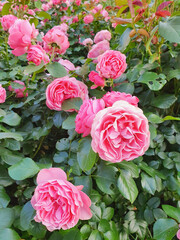 Garden spray pink roses a lot. Close up, lifestyle. Gardening metropolis concept. Vertical photo.