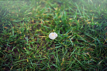 A single small and delicate mycena mushroom