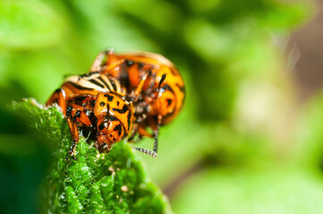 Two Colorado beetles mate on a green potato leaf close-up, macro shot