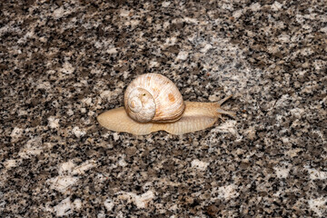snail on the sand