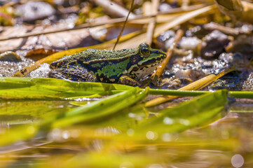 slippery frog in a pond in nature