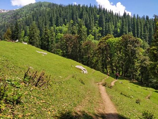 Beautiful meadow trail leading to a dense Pine forest with tall pine trees.