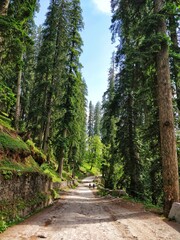 Manali, India - June 16th 2019: Beautiful Dirt Curvy Road between tall trees of Pine Forest in Indian Himalayan Mountains.